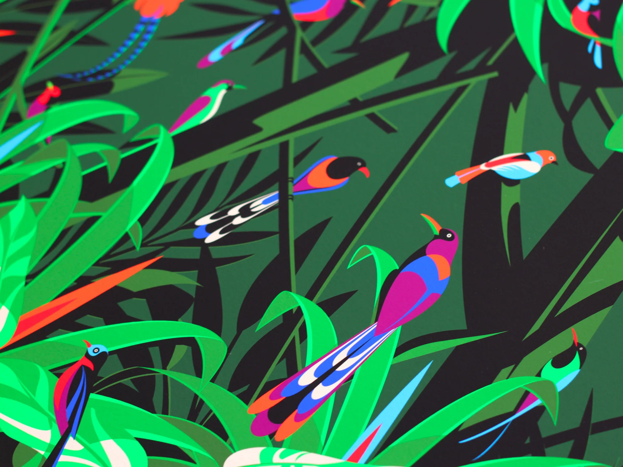 Birds of Paradise - Image 4