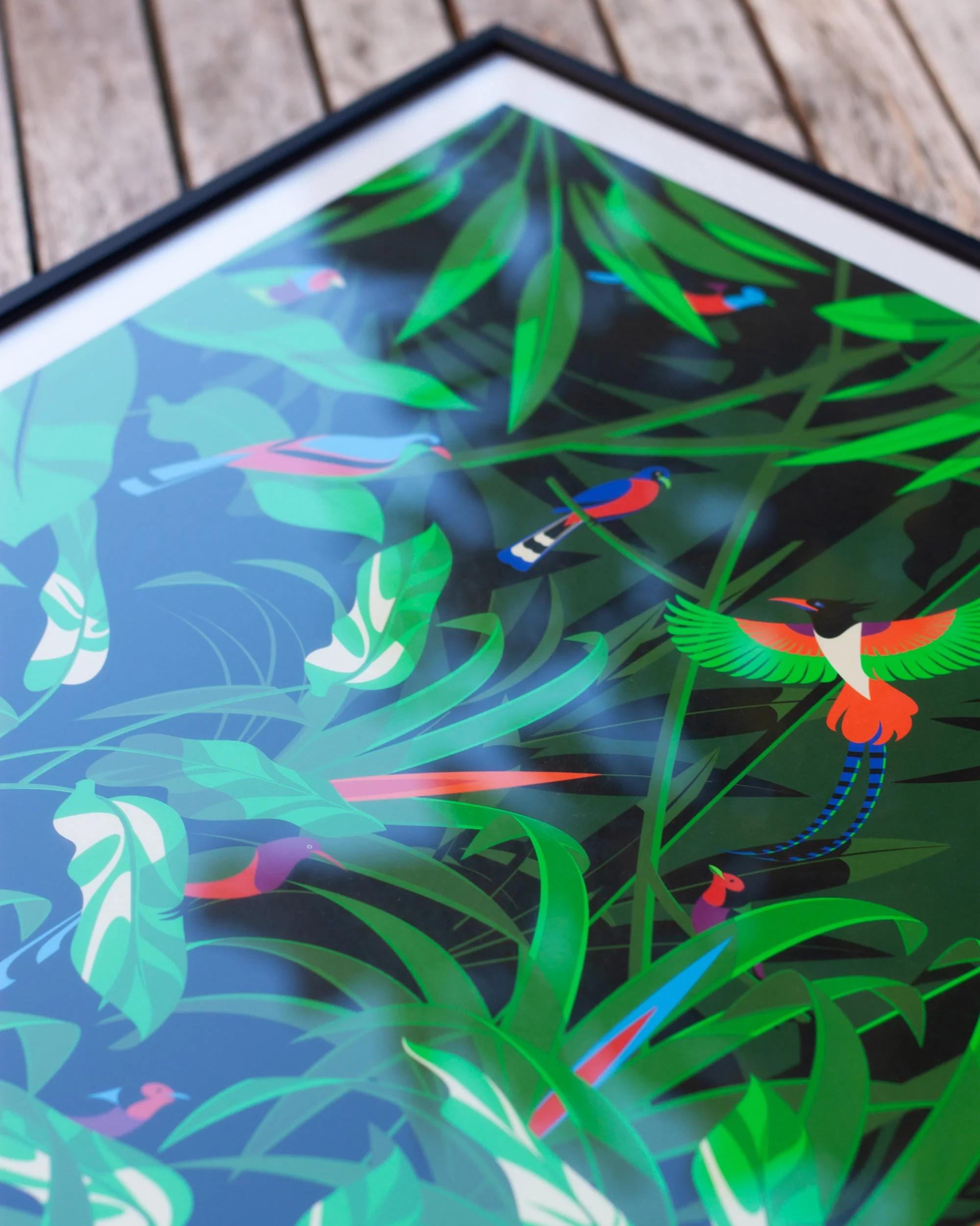 Birds of Paradise - Image 5