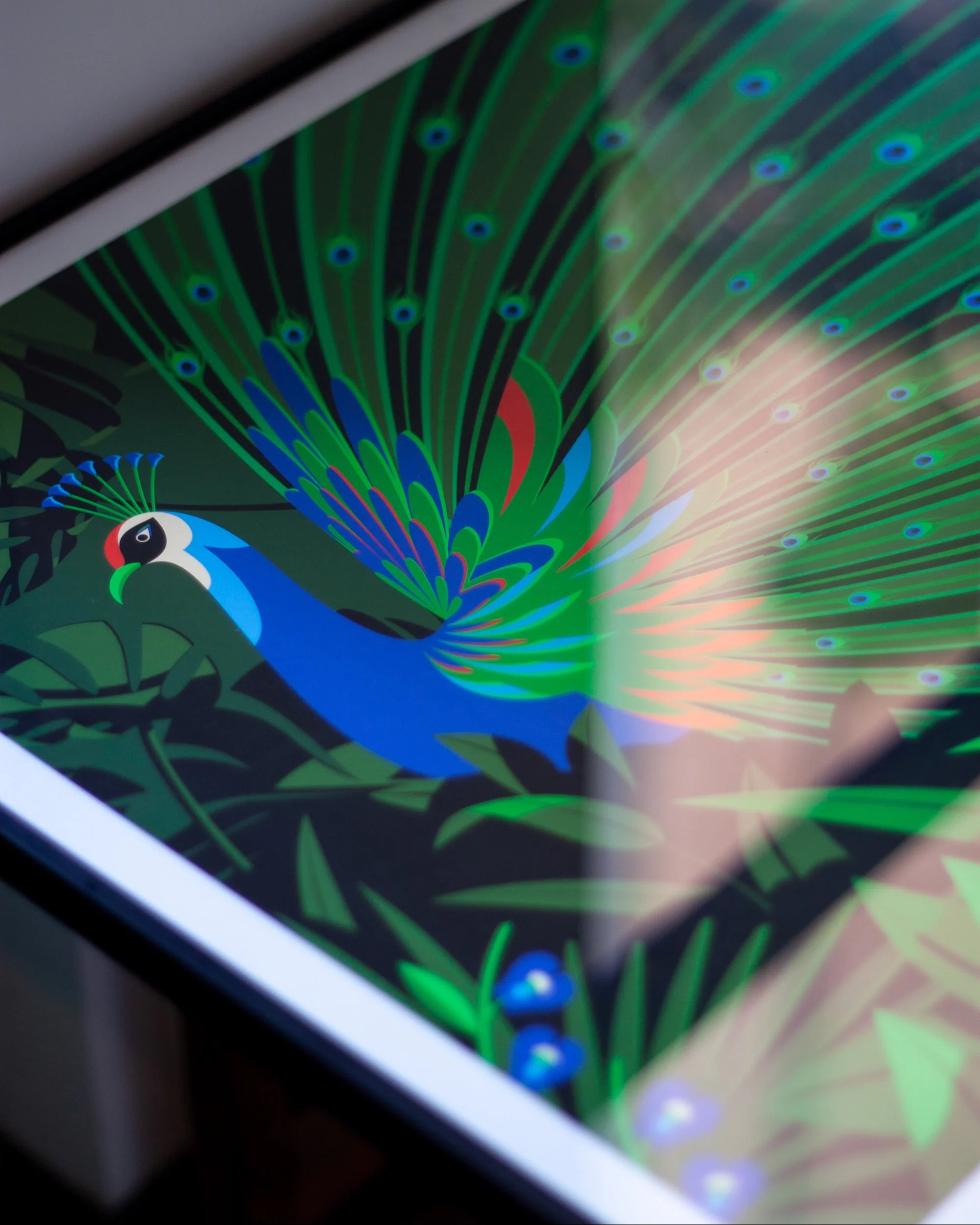 Royal Peacock - Image 5